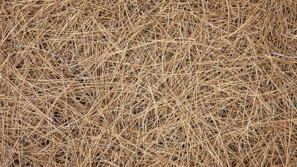 Pine Needles Delivery in North Myrtle Beach