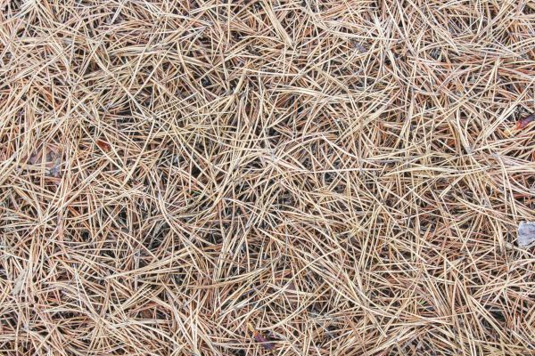 Pine Straw Installation