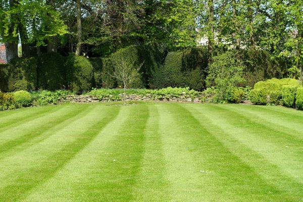 Lawn Renovation in North Myrtle Beach