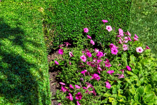 Softscaping Service in North Myrtle Beach