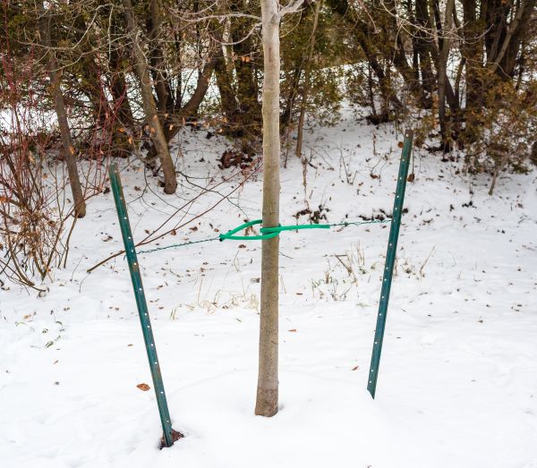 Tree Stabilization