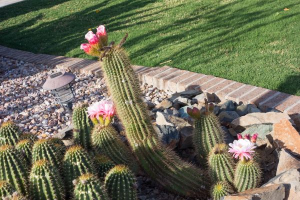 Desert Landscaping in North Myrtle Beach