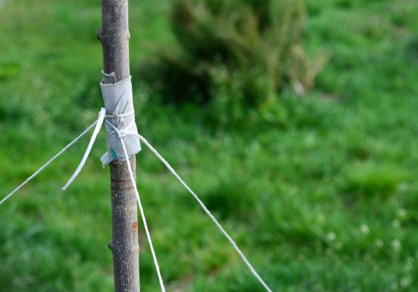 Tree Staking