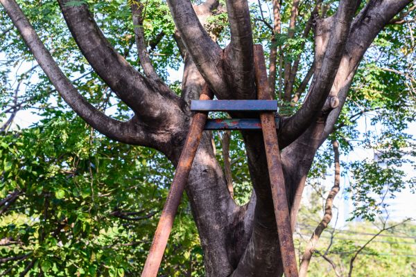 Tree Bracing
