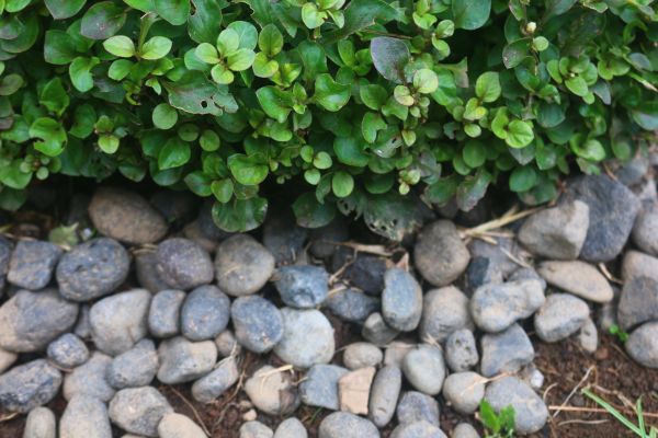 River Stone Installation in North Myrtle Beach