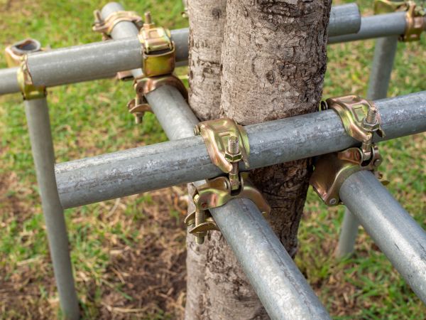 Tree Stabilizing