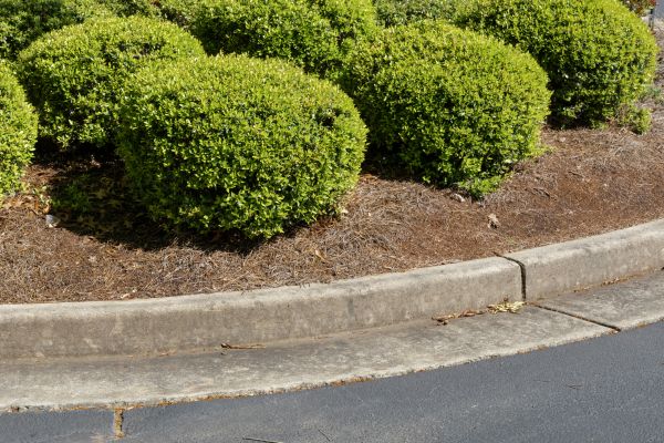 Pine Mulch Installation