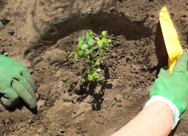 Rose Bush Planting in North Myrtle Beach