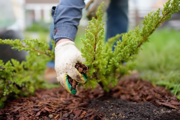 Church Mulching in North Myrtle Beach