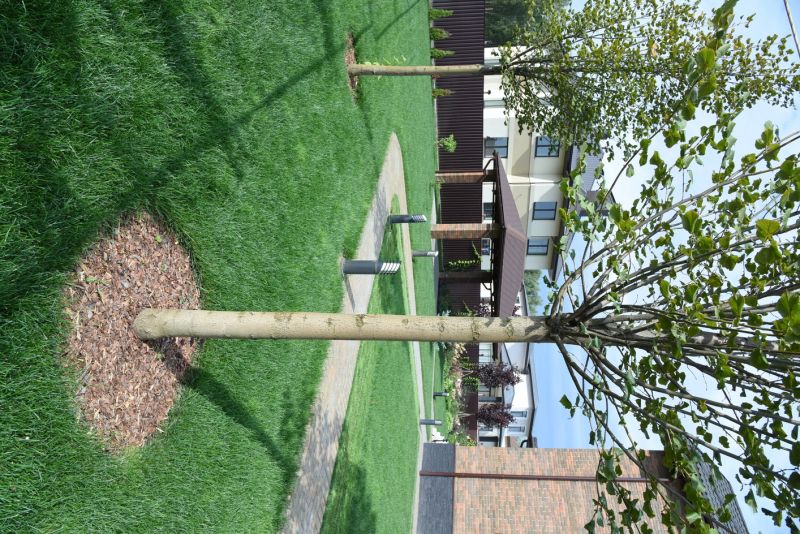 Ornamental Tree Planting